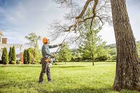 How Our Tree Care Process Works  in  Corvallis, MT