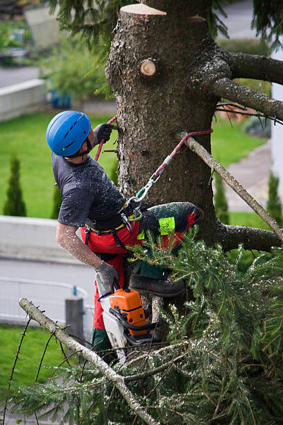 Best Lawn Grading and Leveling  in Corvallis, MT